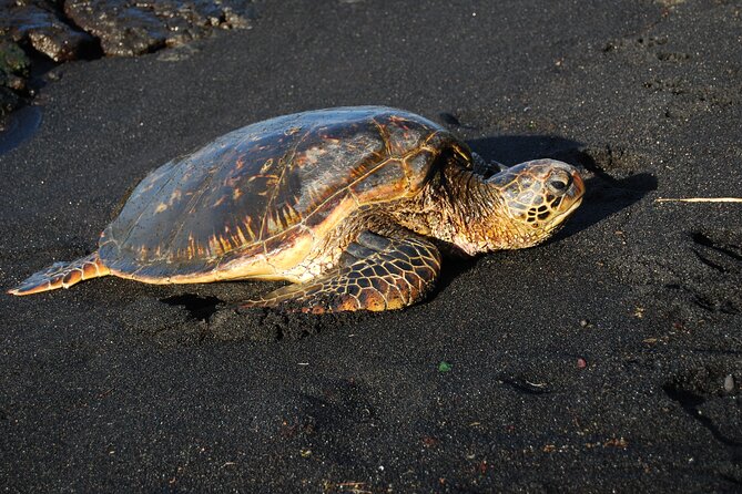 Hilo Shore Excursion: Volcanoes National Park & Black Sand Beach - Walking through Nahuku Thurston Lava Tube