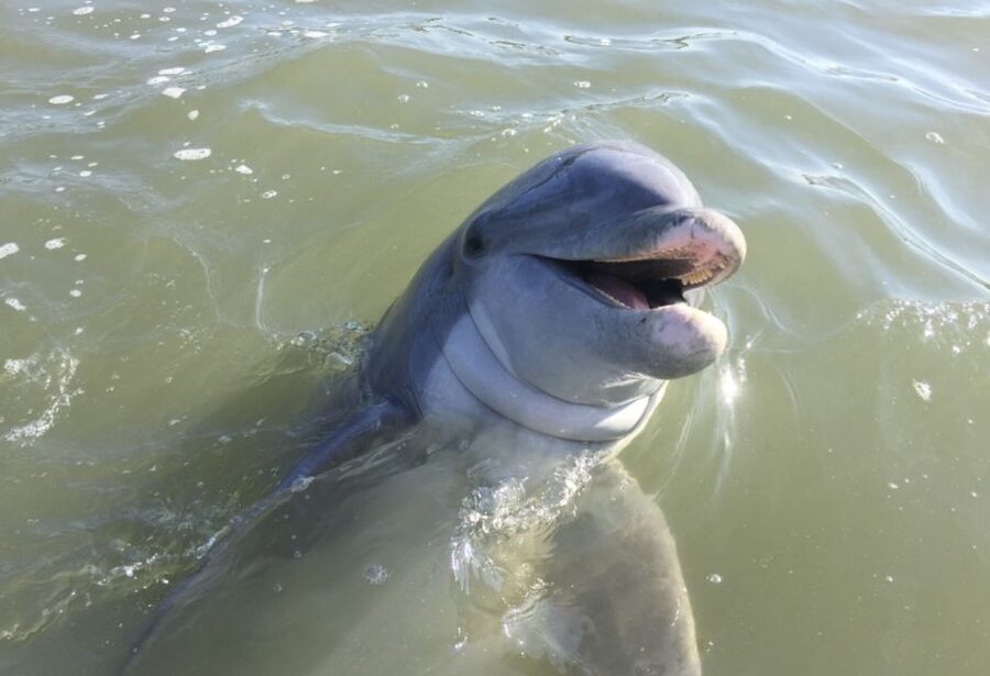 Hilton Head Island: Daytime Dolphin Watching Boat Tour - Key points to know before you go