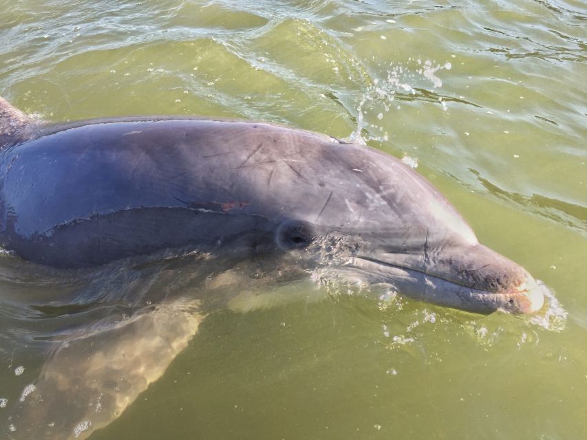 Hilton Head Island: Daytime Dolphin Watching Boat Tour - Starting at Palmetto Bay Marina