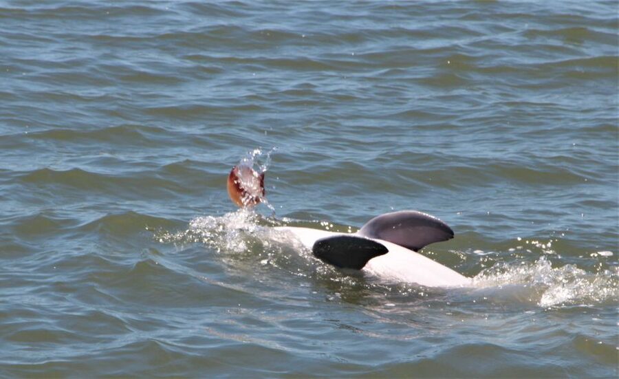 Hilton Head Island: Daytime Dolphin Watching Boat Tour - A comfortable boat for a 90-minute ride