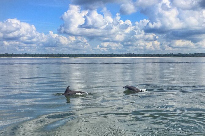 Hilton Head Island Dolphin Boat Cruise - Key points to know before you go