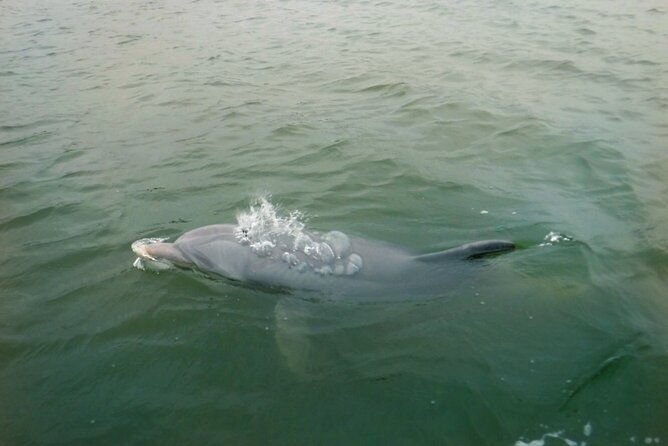 Hilton Head Island Dolphin Boat Cruise - Setting out from Palmetto Bay Marina