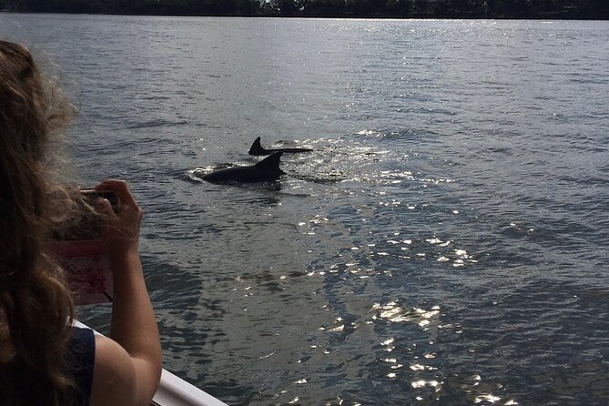 Hilton Head Island Dolphin Boat Cruise - More than dolphins: birds, islands, and local ecology