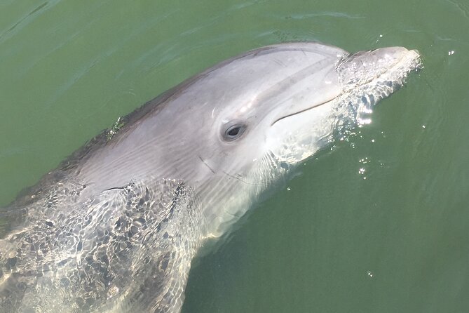 Hilton Head Island Dolphin Boat Cruise - Why 90 minutes feels about right