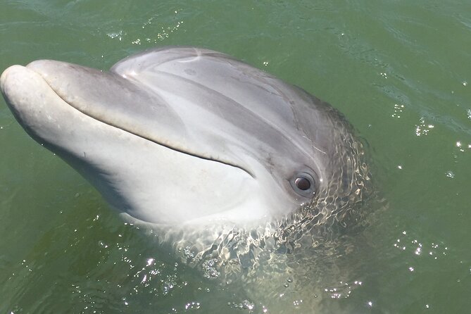 Hilton Head Island Dolphin Boat Cruise - What could go wrong?