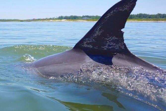 Hilton Head Island Dolphin Boat Cruise - Watching Hilton Head’s dolphins
