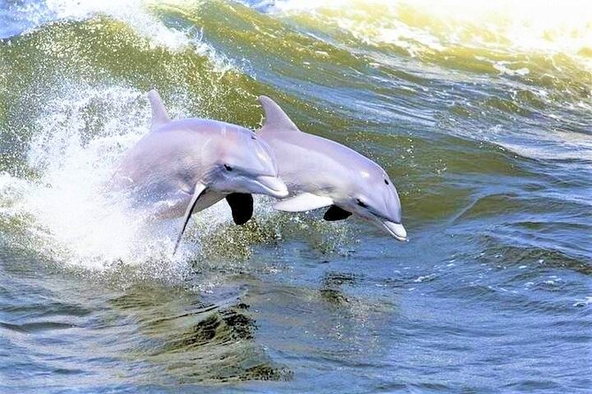 Hilton Head Island Ocean Dolphin Cruise - Key points to know before boarding