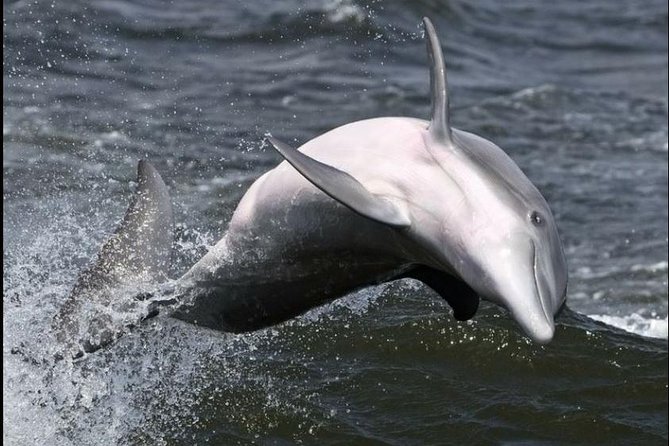 Hilton Head Island Ocean Dolphin Cruise - Is $39.16 a fair price?