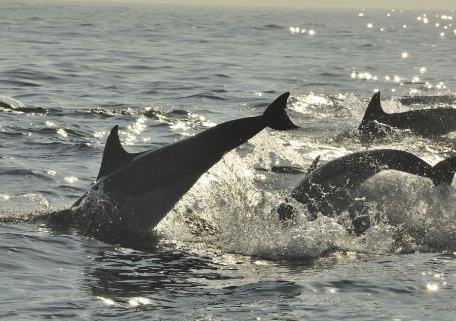 Hilton Head Island: Sunset Dolphin Cruise - Practical advice for a better evening