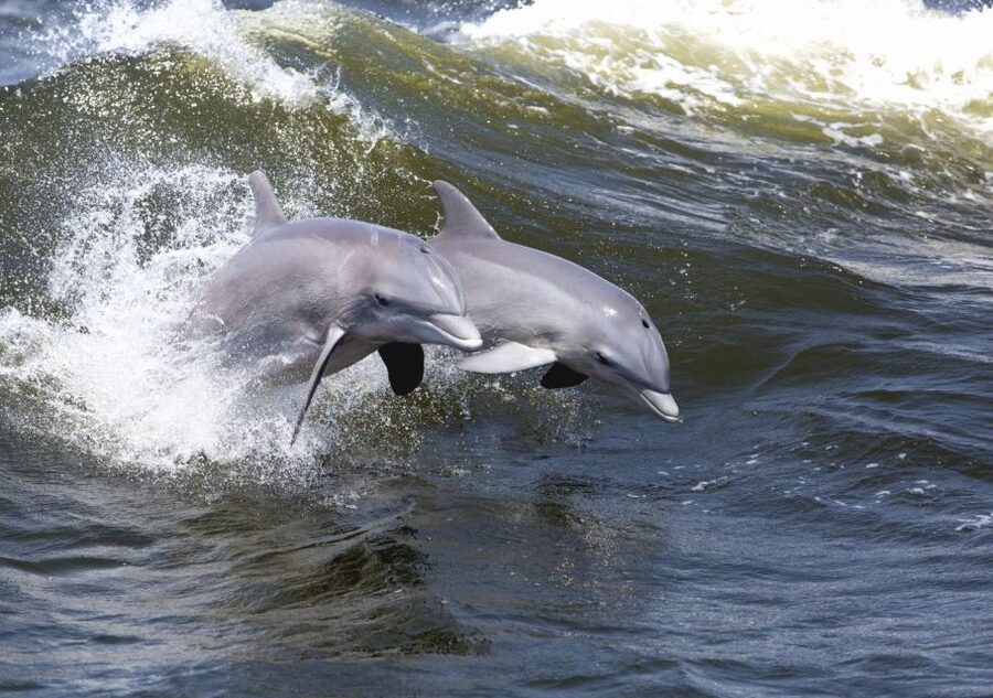 Hilton Head Island: Sunset Dolphin Cruise - What the boat is really like