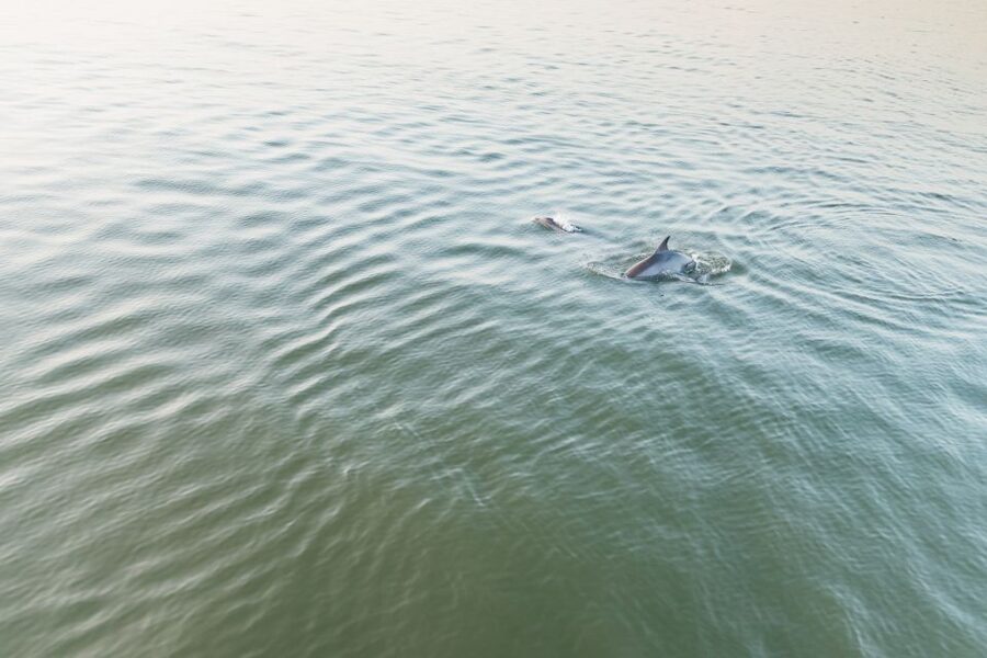 Hilton Head Island: Sunset Dolphin Cruise - Is $50 a fair price?