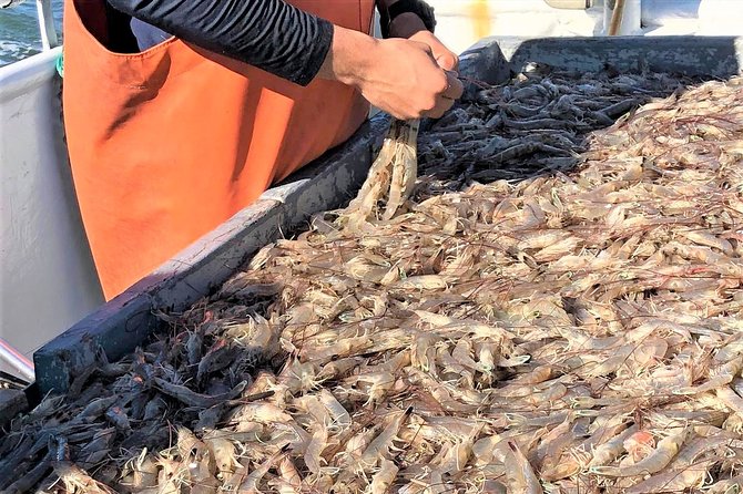 Hilton Head Shrimp Trawling Boat Cruise - Wildlife beyond the shrimp