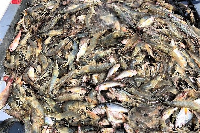 Hilton Head Shrimp Trawling Boat Cruise - Comfort, weather, and the open-air setup