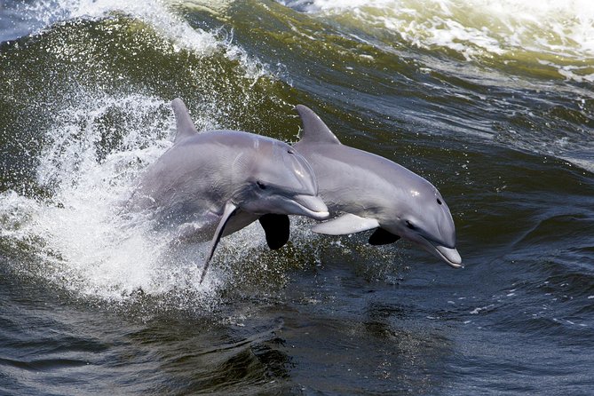 Hilton Head Sunset Dolphin Watching Cruise - Who will enjoy this cruise most