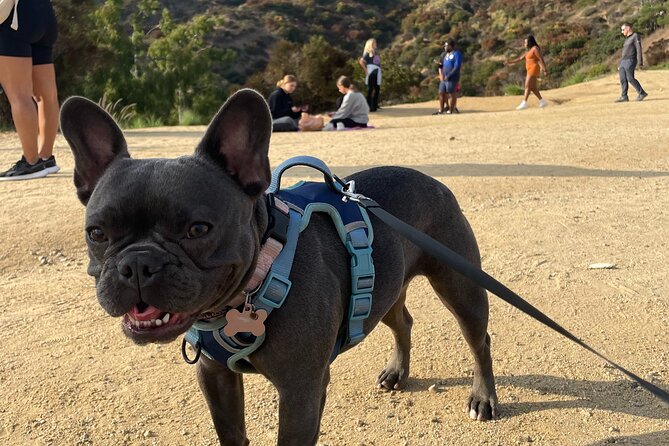 Hollywood Sign 2.5-Hour Tour with Comedians and Their Dogs - Is $15 a good value?