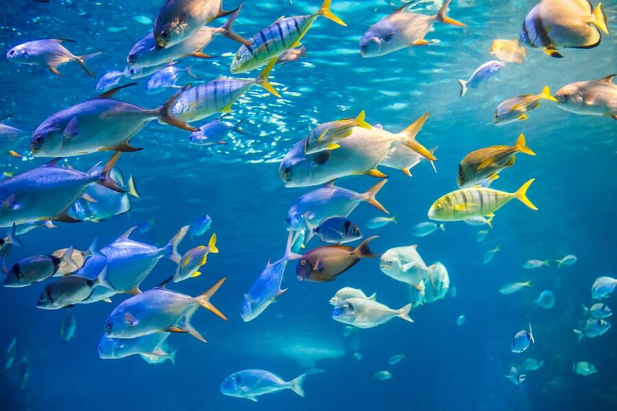 Honolulu: Glass Bottom Boat Tour along Oahu's South Shore - Cruising toward Lē’ahi and Waikiki