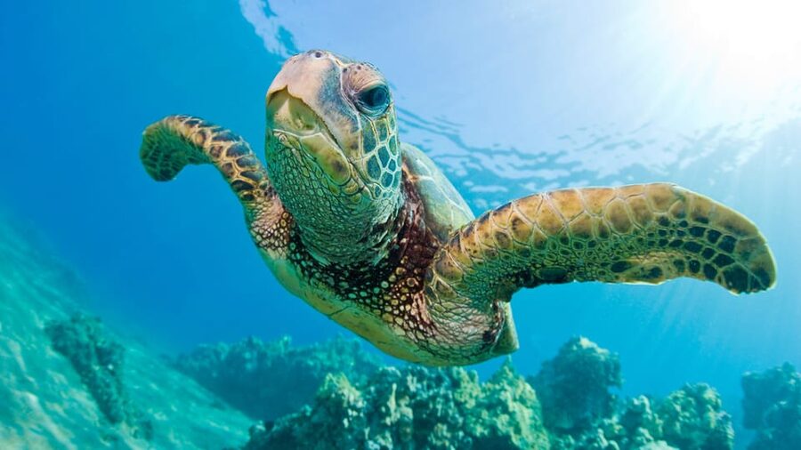 Honolulu: Glass Bottom Boat Tour along Oahu's South Shore - Wildlife is possible, not promised