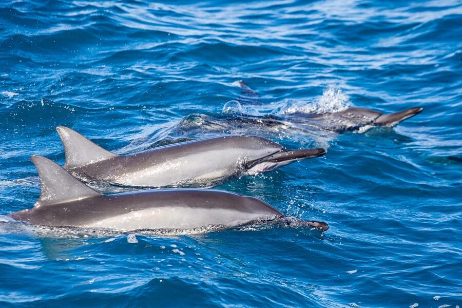 Honolulu: Glass Bottom Boat Tour along Oahu's South Shore - Booking details and practical tips