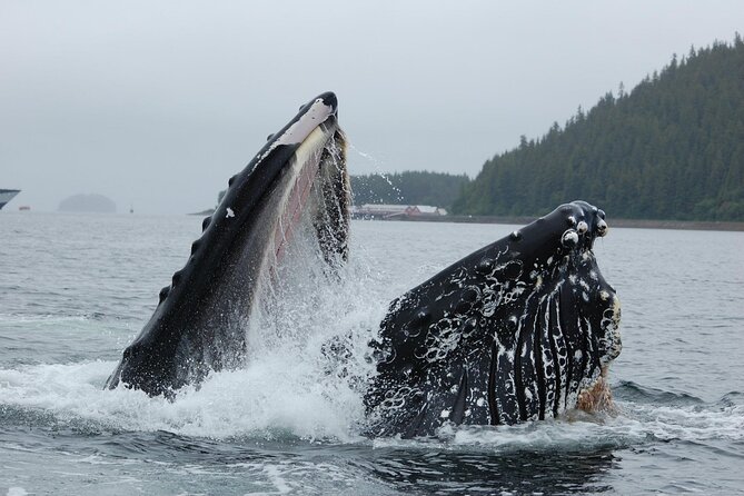 Hoonah Whale-Watching Cruise - Near Icy Strait Point - Timing your return to the cruise ship
