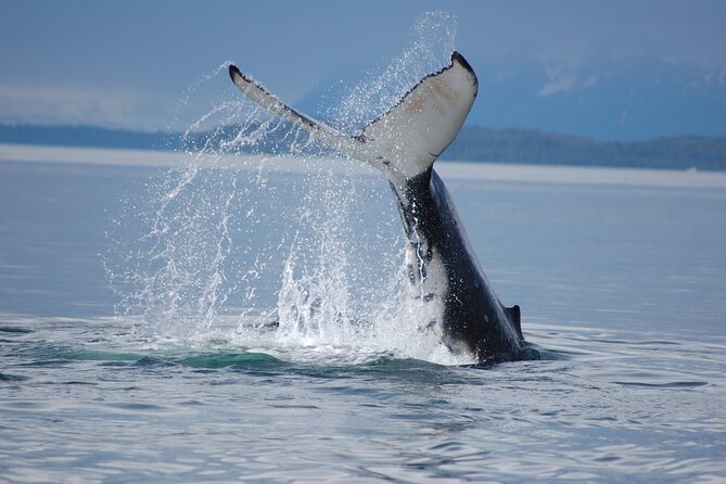 Hoonah Whale-Watching Cruise - Near Icy Strait Point - Who will enjoy this boat trip most?
