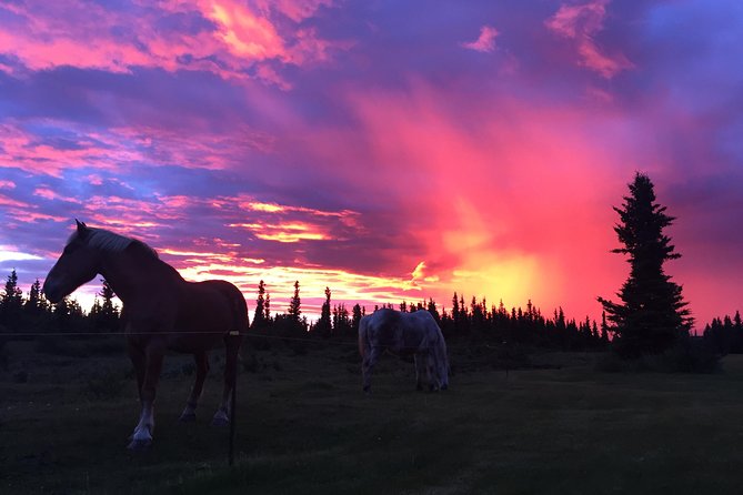 Horse-Drawn Covered Wagon Ride with Backcountry Dining - Starting at Black Diamond Grill in Healy