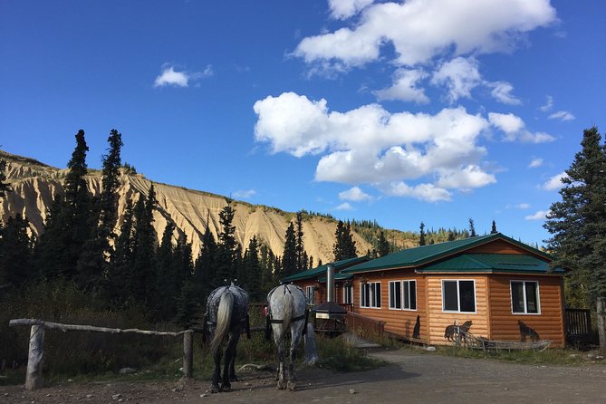Horse-Drawn Covered Wagon Ride with Backcountry Dining - Meeting the Horses After Lunch