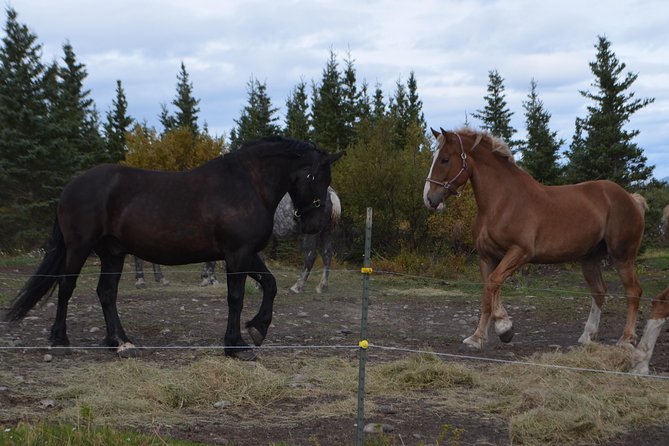 Horse-Drawn Covered Wagon Ride with Backcountry Dining - The Return Route Along Denali’s Edge