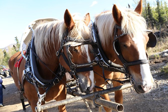 Horse-Drawn Covered Wagon Ride with Backcountry Dining - What the Guides Add to the Experience