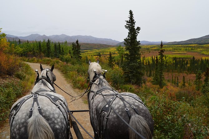Horse-Drawn Covered Wagon Ride with Backcountry Dining - Riding Like an Alaskan Pioneer