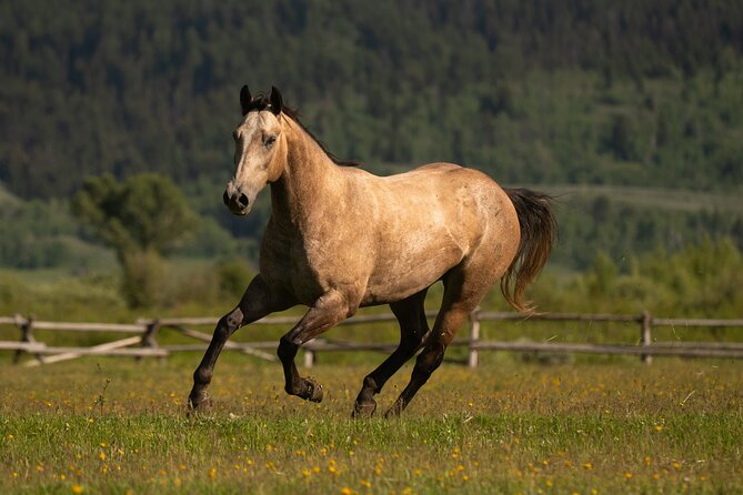 Horseback Riding with Grand Teton Views in Jackson Hole - Heart Six Ranch: what to expect before and after the ride