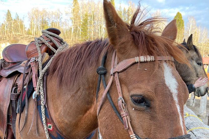 Horseback Riding with Grand Teton Views in Jackson Hole - Who should book this Jackson Hole horseback ride?