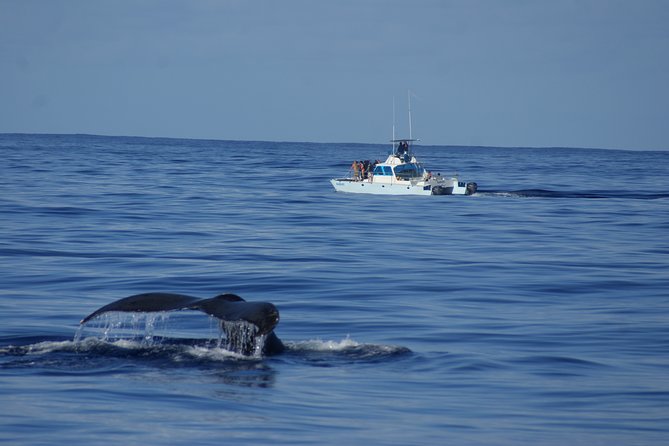 'Imiloa Express Whale Watch and Cocktail Tour - Searching the south coast for humpbacks