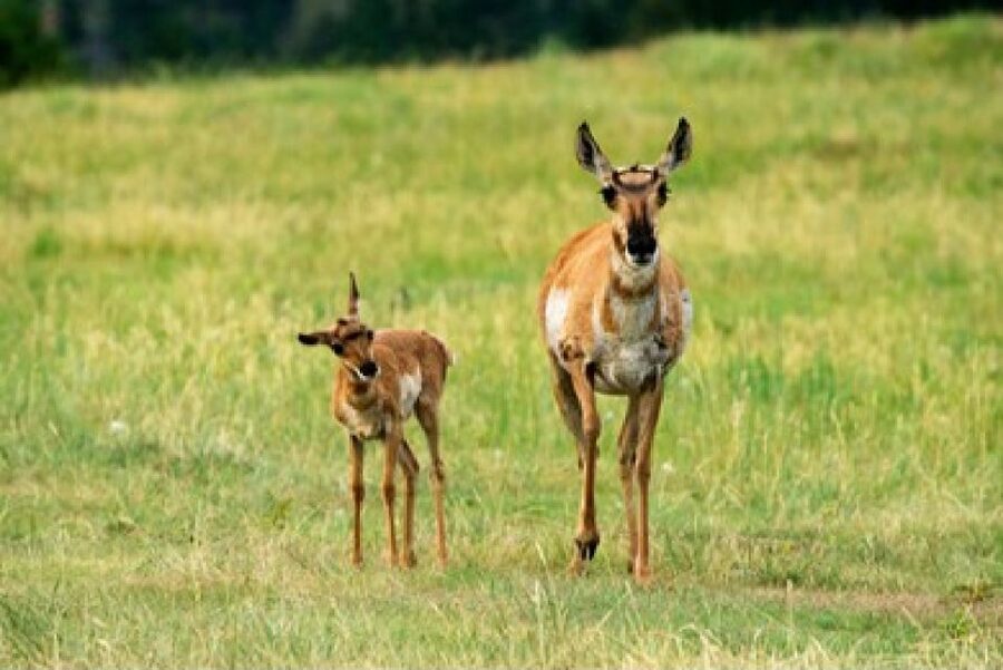 Jackson: Grand Teton National Park Guided Wildlife Tour - Key points to know before you book