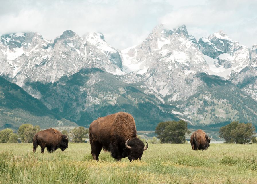 Jackson: Grand Teton National Park Guided Wildlife Tour - Booking advice for the best four hours