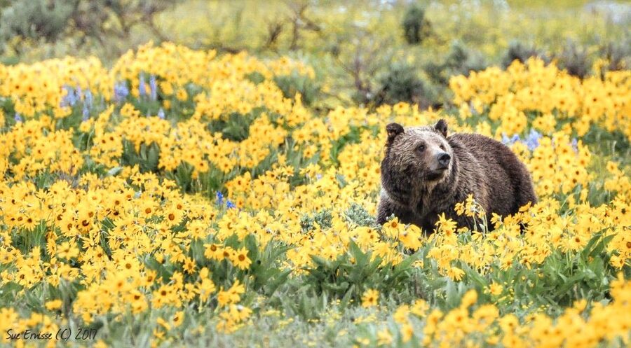 Jackson: Grand Teton National Park Guided Wildlife Tour - Binoculars, scopes, and quick sightings