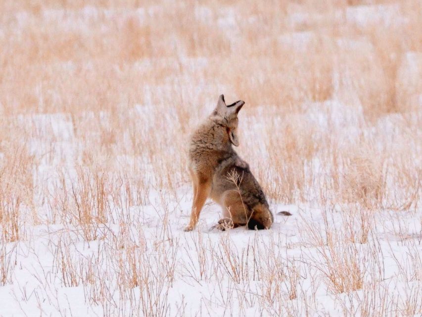 Jackson: Grand Teton National Park Guided Wildlife Tour - Guides make or break the outing