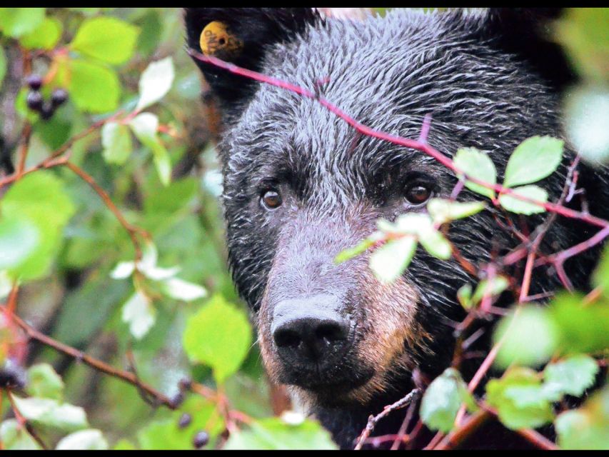 Jackson: Grand Teton National Park Guided Wildlife Tour - What is included, and what is not