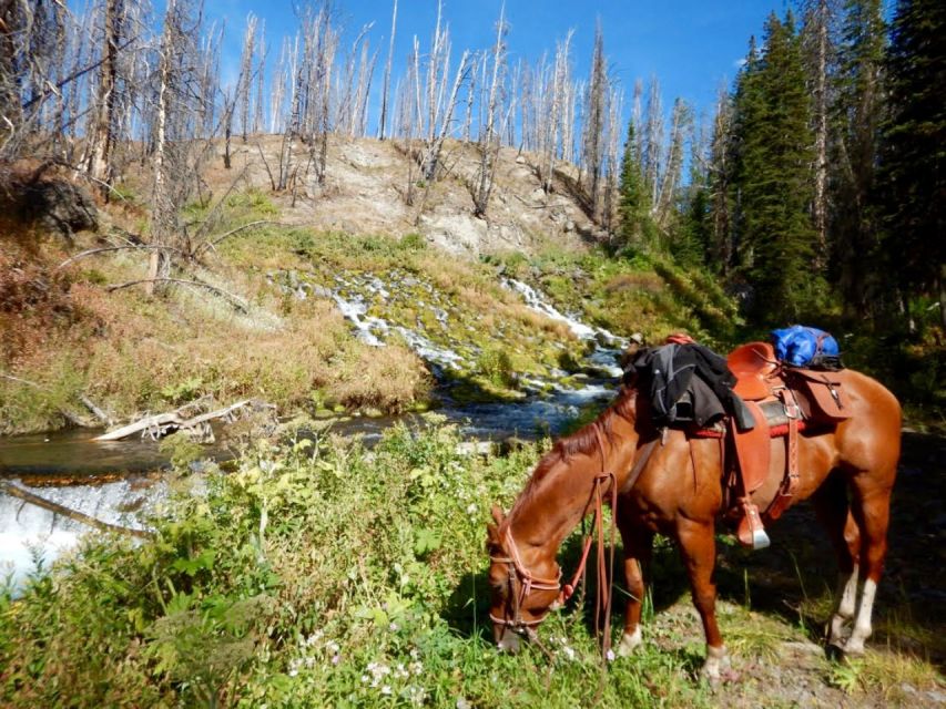 Jackson Hole: Bridger-Teton National Forest Horseback Ride - Key points to know before you ride