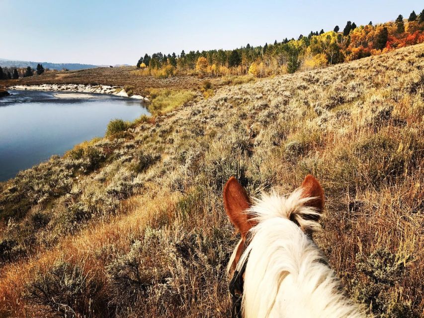 Jackson Hole: Bridger-Teton National Forest Horseback Ride - Into the aspen groves and mountain meadows