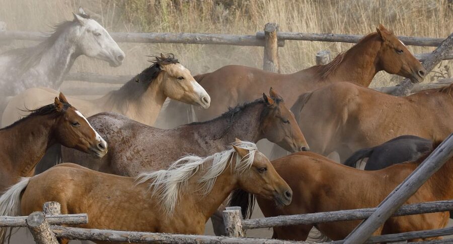 Jackson Hole: Bridger-Teton National Forest Horseback Ride - Following the river into Buffalo Valley
