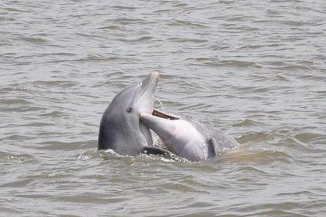 Jekyll Island Dolphin Tours - Key points to know before you book