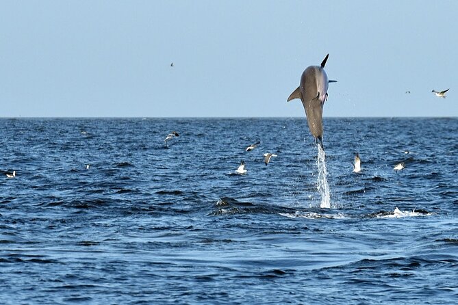 Jekyll Island Dolphin Tours - Setting out from Riverview Drive