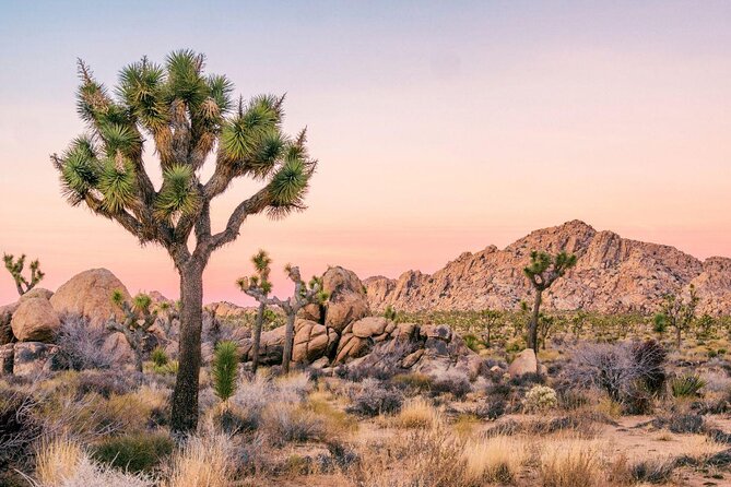 Joshua Tree National Park Self-Guided Driving Audio Tour - The key points at a glance