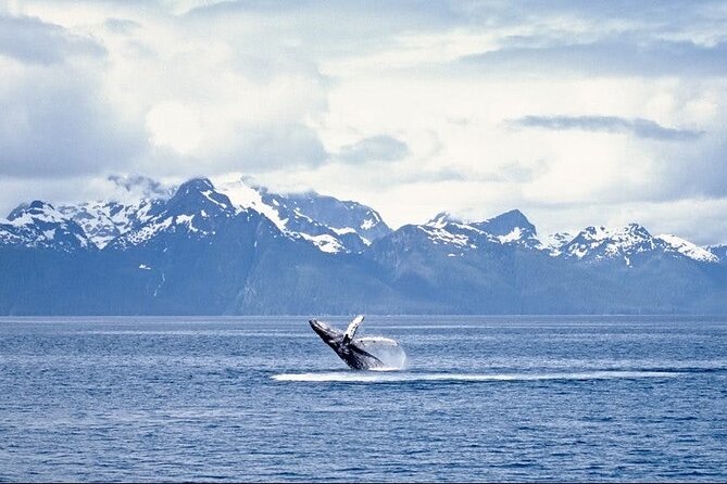 Juneau Wildlife Whale Watching - Is $177.45 a fair price?