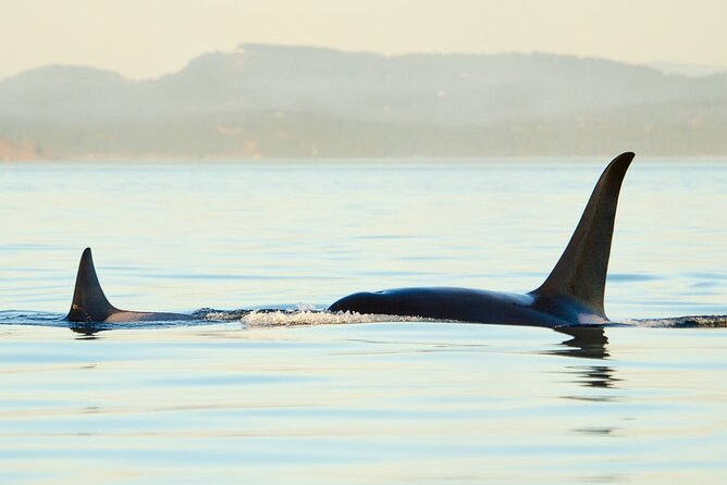 Juneau Wildlife Whale Watching - Timing, seasons, and the whale guarantee