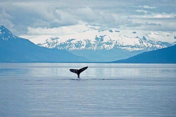 Juneau Wildlife Whale Watching & Mendenhall Glacier - A whale boat made for changing weather
