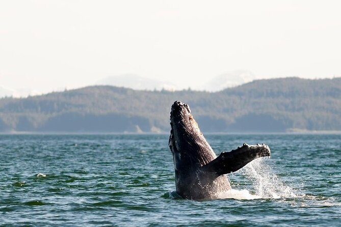 Juneau Wildlife Whale Watching & Mendenhall Glacier - Snacks, water, and the small comfort details
