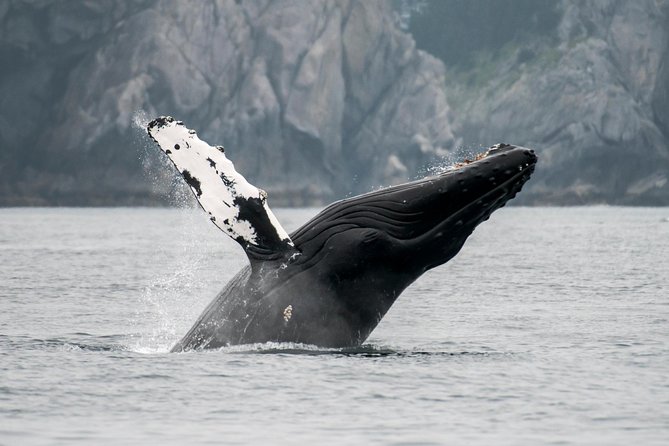 Juneau Wildlife Whale Watching & Mendenhall Glacier - Mendenhall Glacier in a short visit