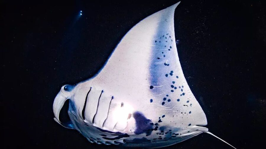 Kailua-Kona: Manta Ray Watching Nighttime Boat Trip - Choosing between the boat and snorkeling options