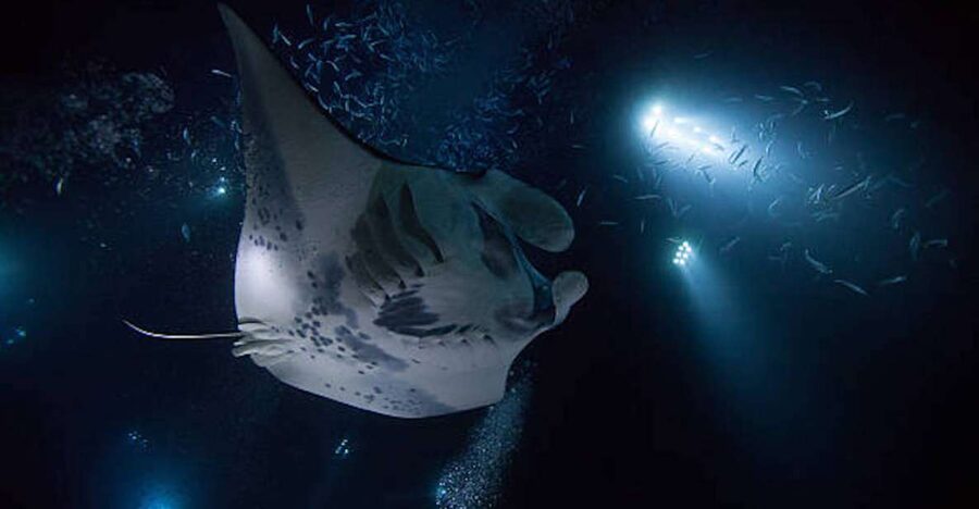 Kailua-Kona: Manta Ray Watching Nighttime Boat Trip - What the crew explains before you enter the water